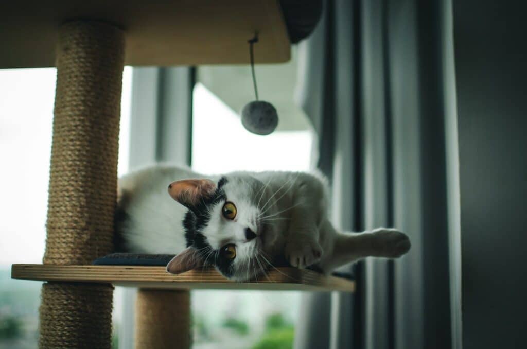 Cat Sitting Services in Brandywine, Maryland: 15 Questions to Ask 3 a black and white cat laying on top of a cat tree
