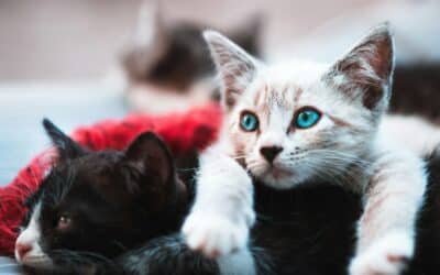 Trusted Cat Sitters in Accokeek Maryland for Peace of Mind