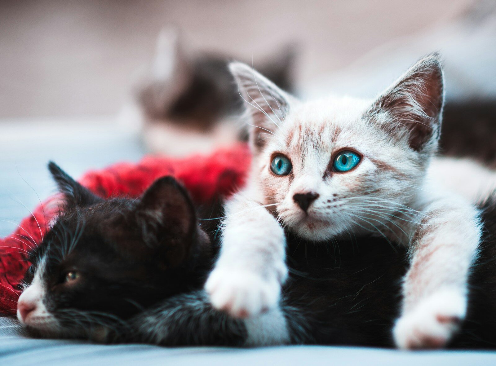 selective focus photography brown cat lying over black cat Trusted Cat Sitters in Accokeek Maryland for Peace of Mind