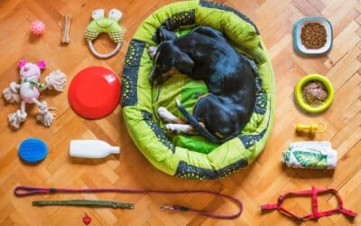 Pet Sitters in Fort Washington, Maryland for Stress-Free Travel