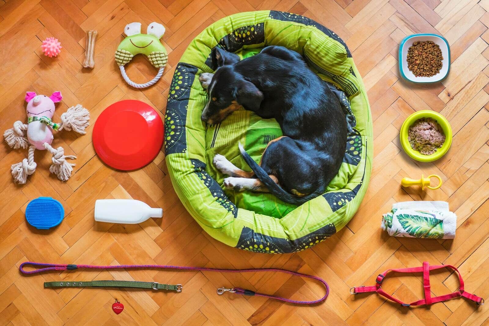 pet sitters in fort washington maryland