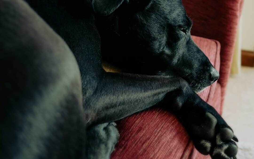 dog sitters in oxon hill maryland