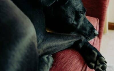 Dog Sitters in Oxon Hill, Maryland Who Treat Pets Like Family