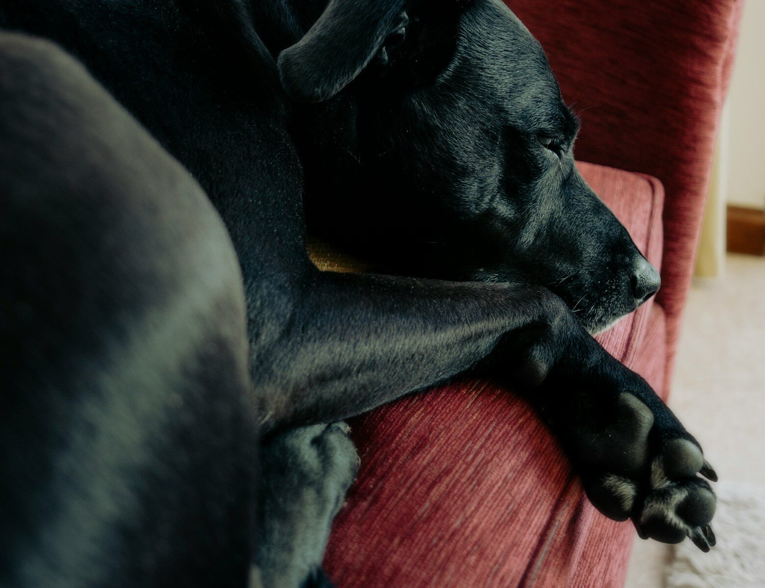 dog sitters in oxon hill maryland