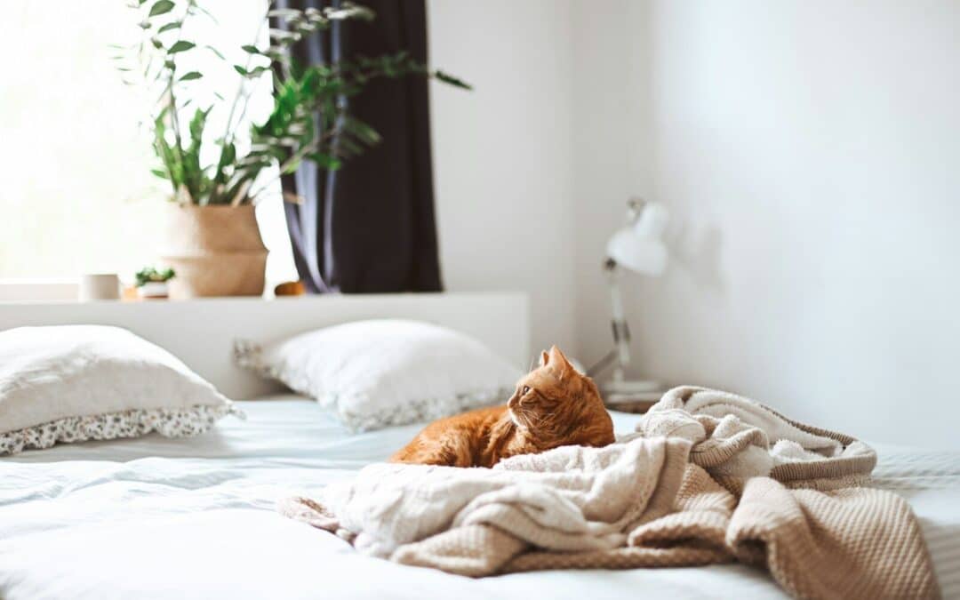 cat sitters in lorton virginia