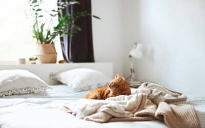 Cat Sitters in Lorton Virginia: Personalized At-Home Care