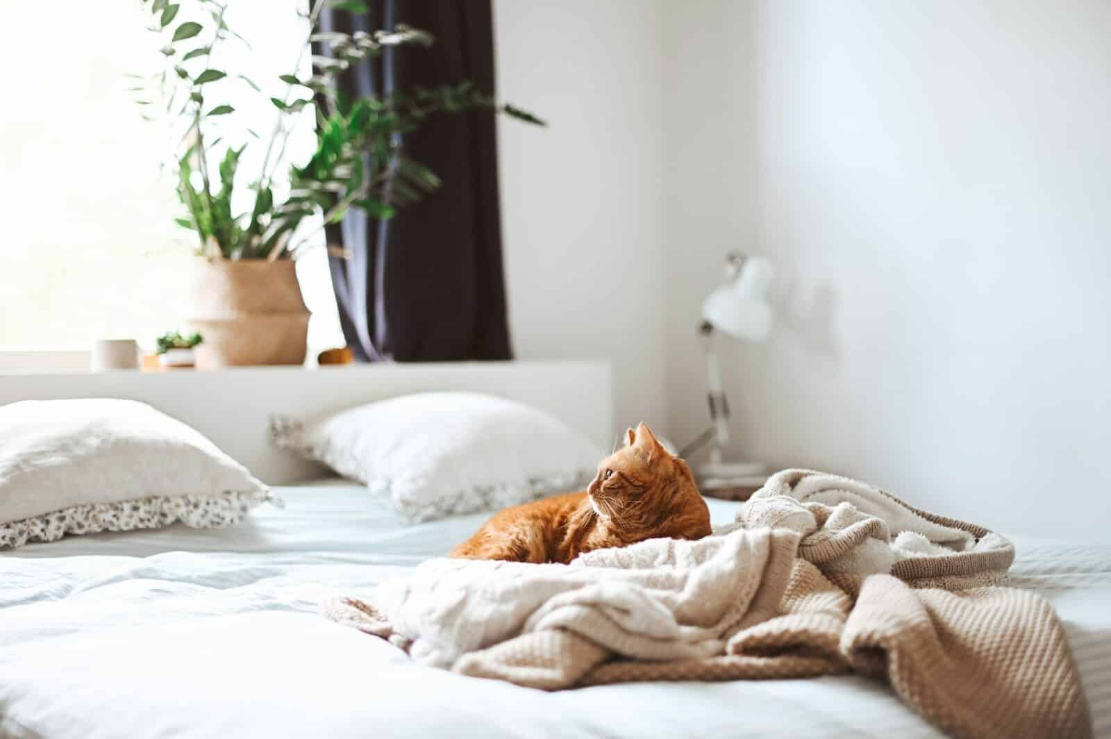 cat sitters in lorton virginia