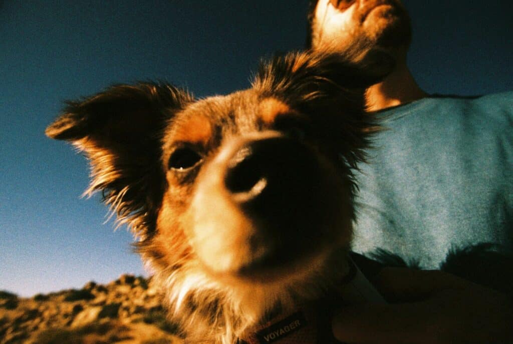dog sitters in springfield virginia
