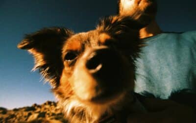 Trusted Dog Sitters in Springfield, Virginia for Busy Pet Owners