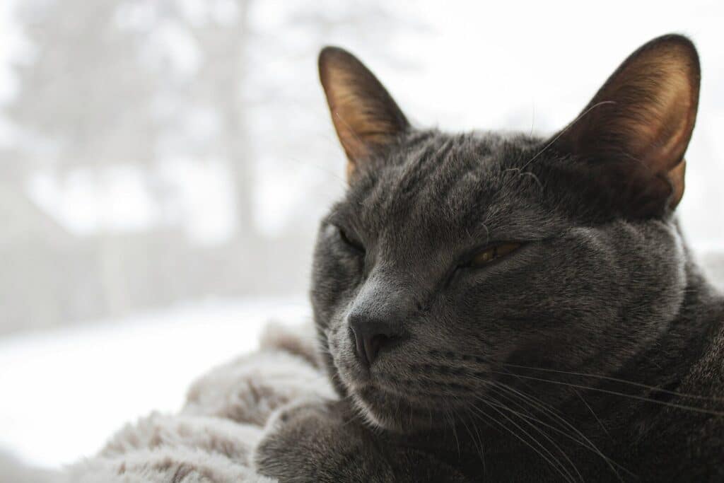 A grey cat rests near a window with snow falling.