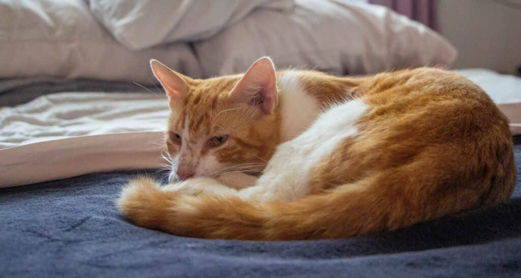 an orange and white cat laying on top of a bed