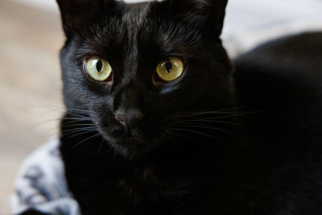 A black cat with yellow eyes sitting on the floor