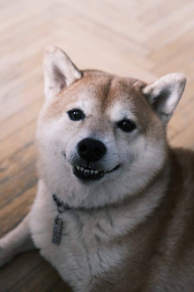 A shiba inu dog smiles at the camera indoors.