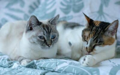 Why Local Cat Sitters in Franconia, Virginia Can Make Travel Easier