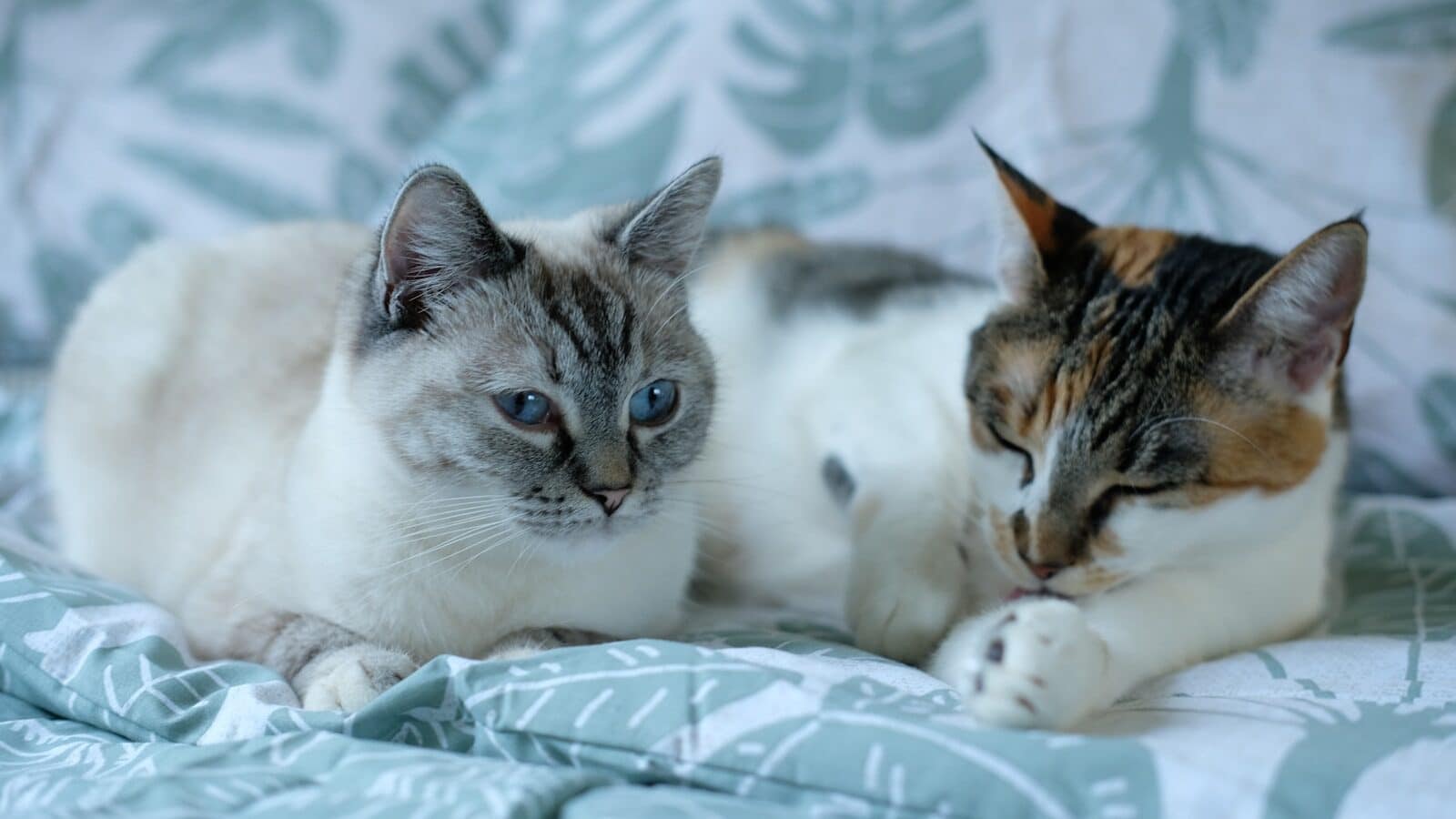 cat sitters in franconia virginia