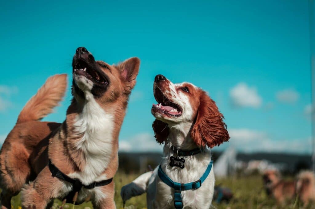 25 Essential Pet Care Tips for Alexandria, Virginia Pet Parents 4 two white and brown dogs Why Families Choose Local Dog Sitters in Alexandria Virginia