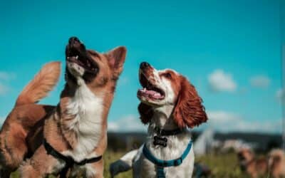 Why Families Choose Local Dog Sitters in Alexandria, Virginia