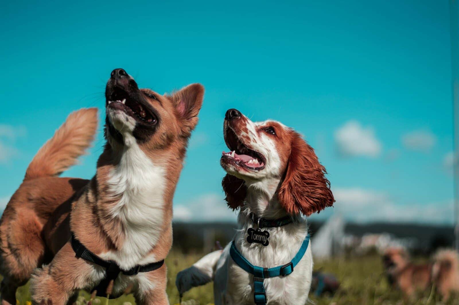 two white and brown dogs Why Families Choose Local Dog Sitters in Alexandria Virginia