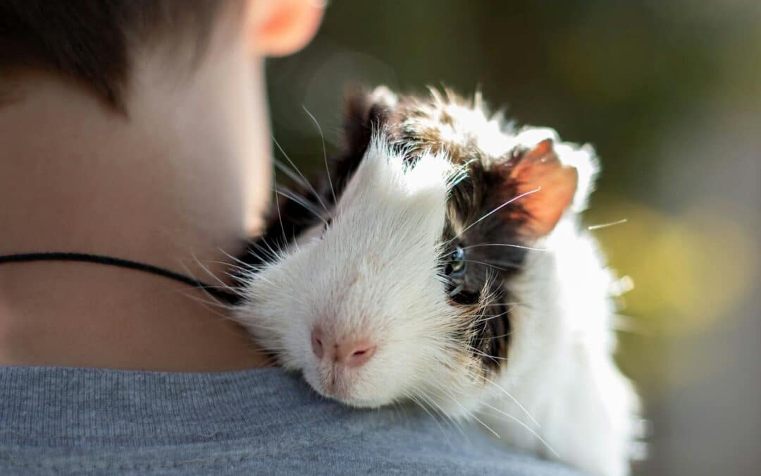 Pet Sitters in Mount Vernon, Virginia for Dependable In-Home Care