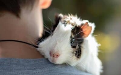 Pet Sitters in Mount Vernon, Virginia for Dependable In-Home Care