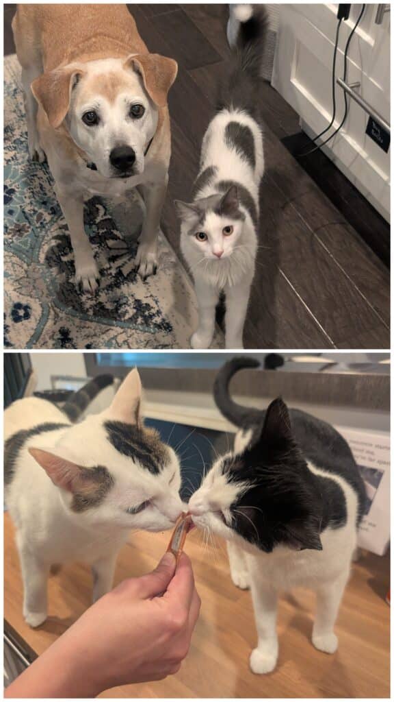 Lobo (Dog), Puff (Cat), Loki (Cat), and Athena (Cat)
