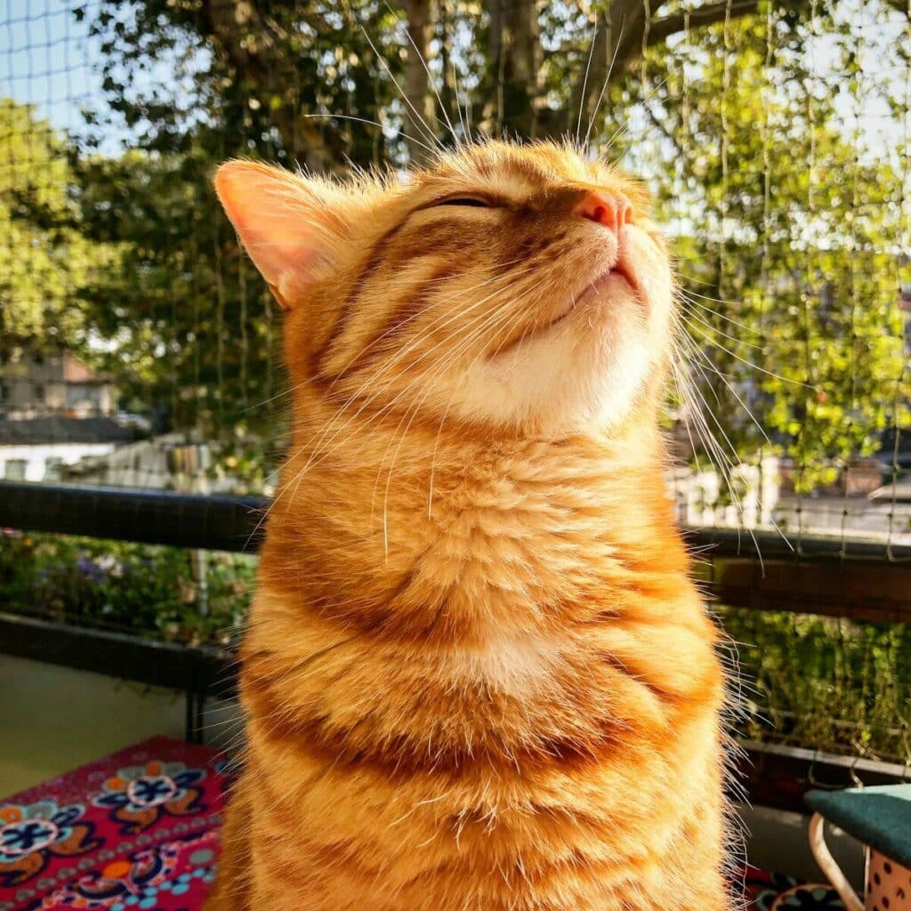 Why Choose Kate’s K9 for Cat Sitting in National Harbor, Maryland? 4 cat sitters in temple hills maryland