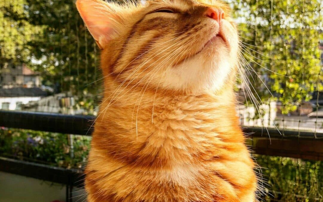 cat sitters in temple hills maryland