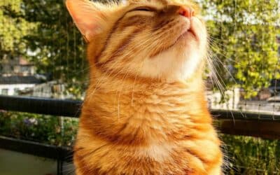 Finding Reliable Cat Sitters in Temple Hills, Maryland