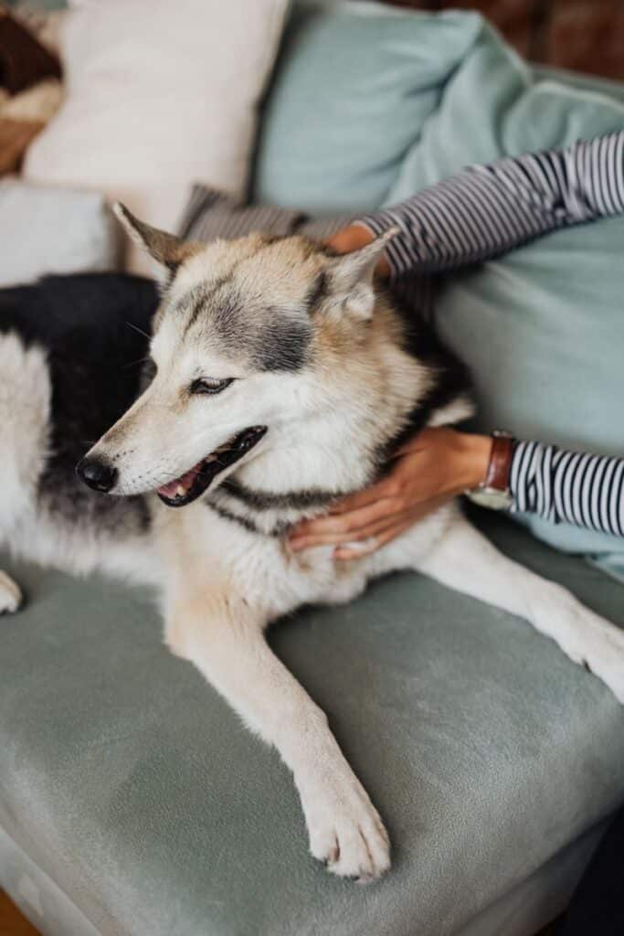 Siberian Husky being lovingly petted on a cozy sofa by its owner indoors.