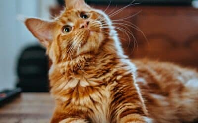 Why Local Pet Sitters in Westphalia Maryland Matter