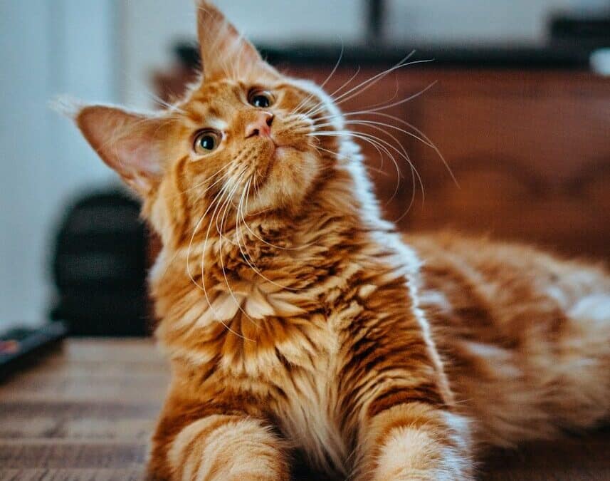 Why Local Pet Sitters in Westphalia Maryland Matter