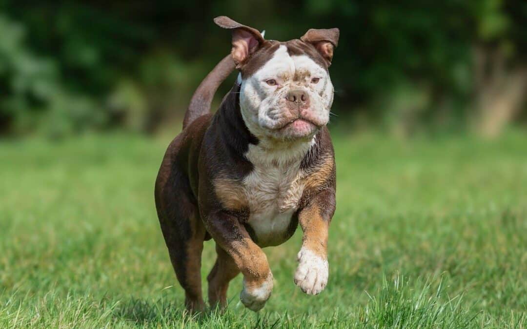 pet sitters in westphalia maryland