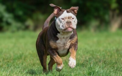 Why Local Pet Sitters in Westphalia, Maryland Matter (Pet sitting services)