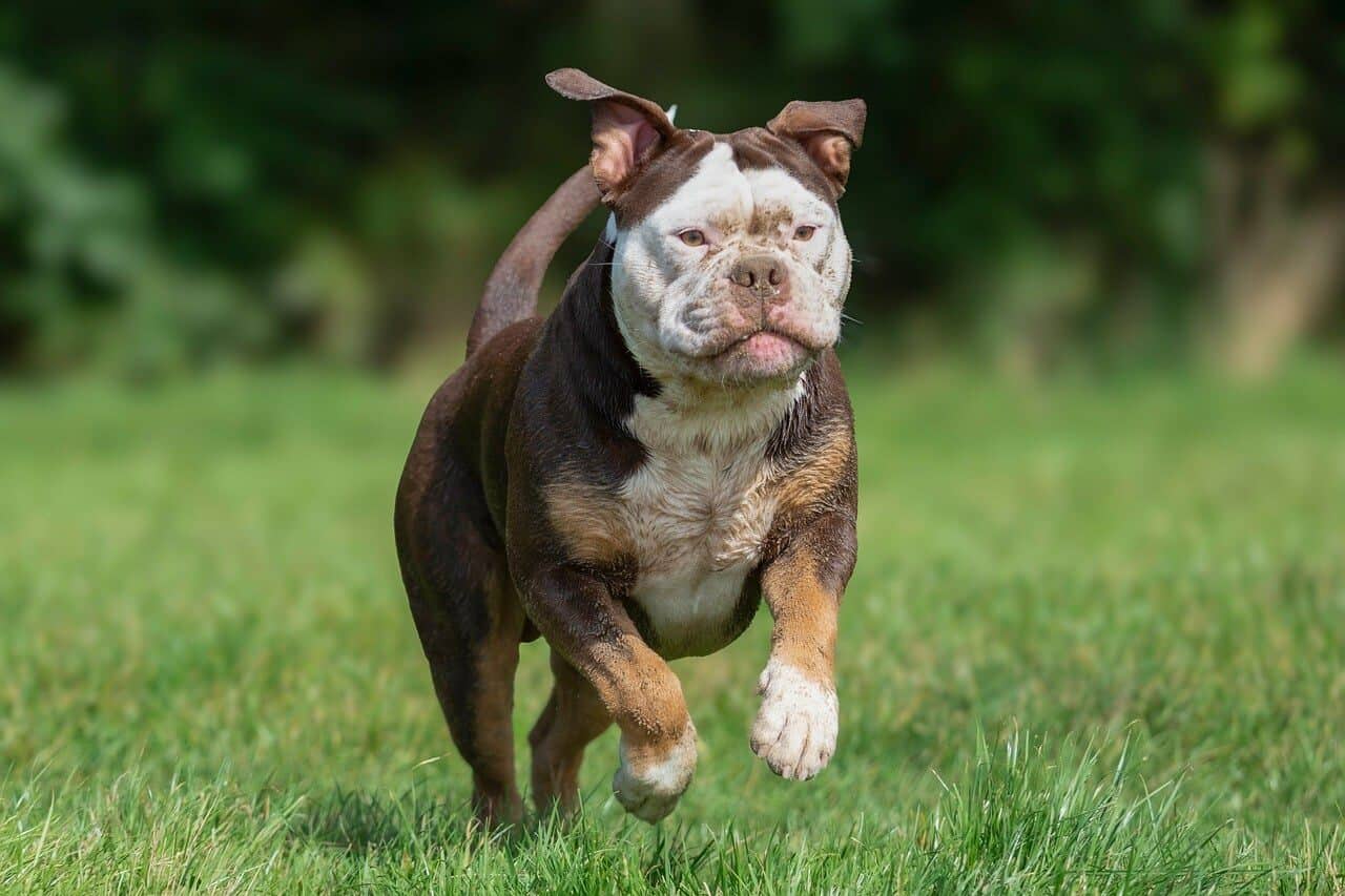 pet sitters in westphalia maryland