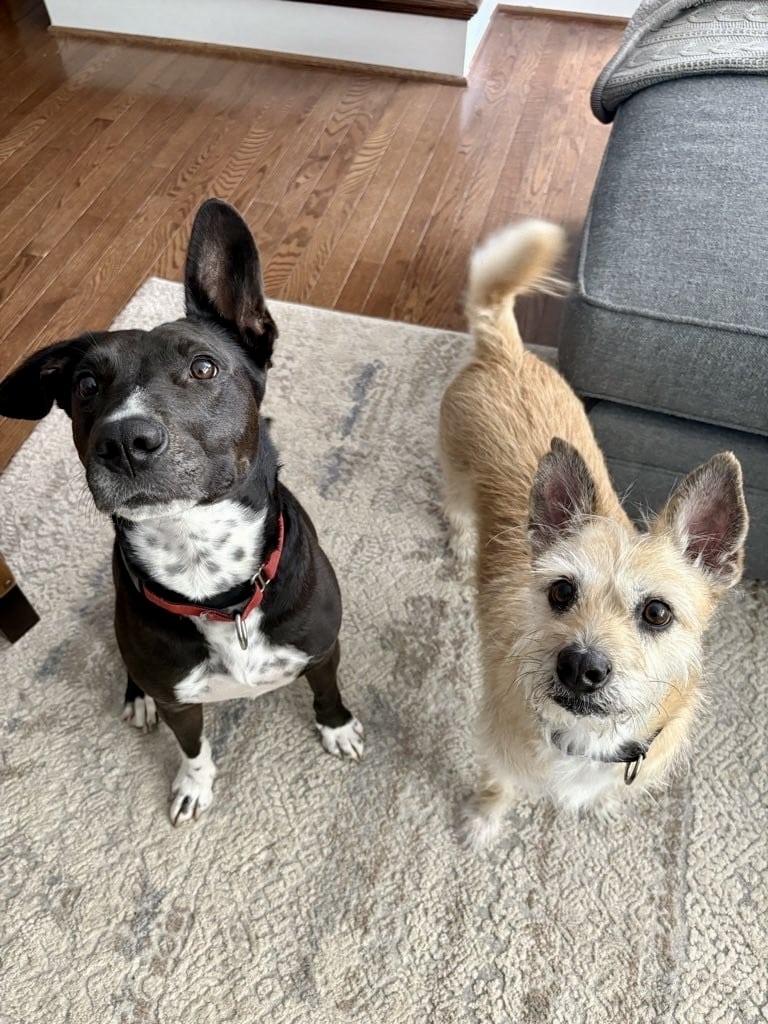Pet of the Month 1 Chip and Eva
