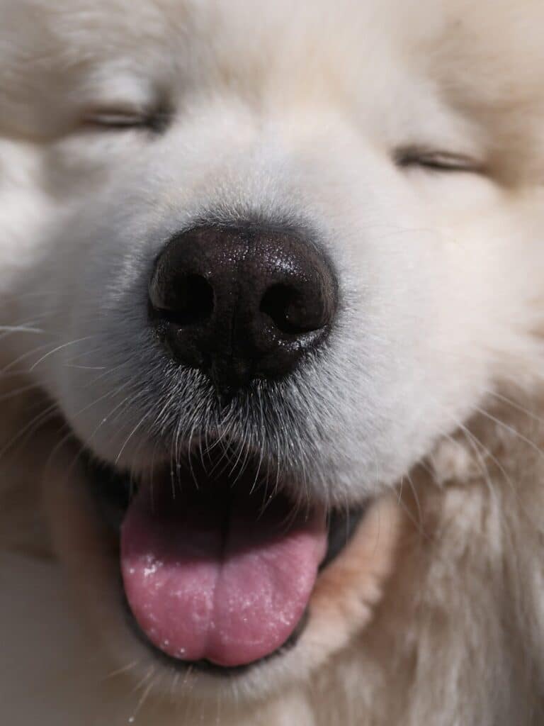 Close-up of a happy white fluffy dog with eyes closed