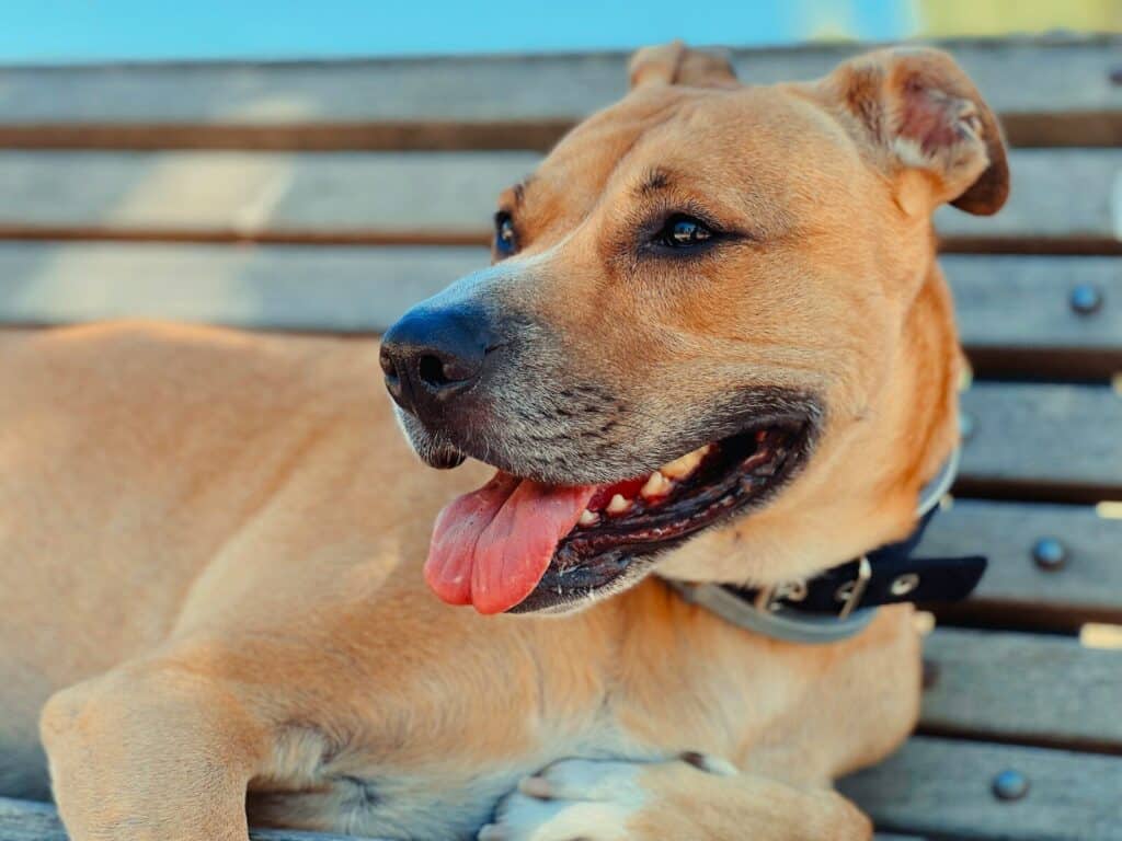 a dog lying on a bench