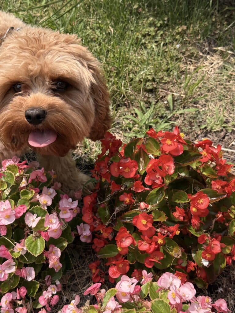 Pet of the Month 1 Teddy