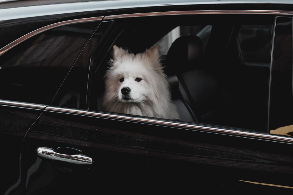 Pet Taxi in Oxon Hill, Maryland: The Complete Guide 4 A fluffy Samoyed puppy looks out of a car window, capturing a heartwarming moment.