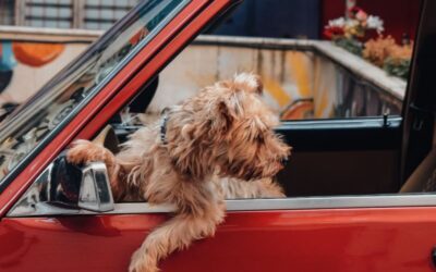 Dog Walker, Pet Sitter, Pet Taxi | Alexandria, Arlington, VA & Surrounding Areas 1 Pet Taxi in Oxon Hill, Maryland: The Complete Guide