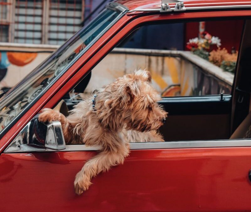 Pet Taxi in Oxon Hill, Maryland: The Complete Guide