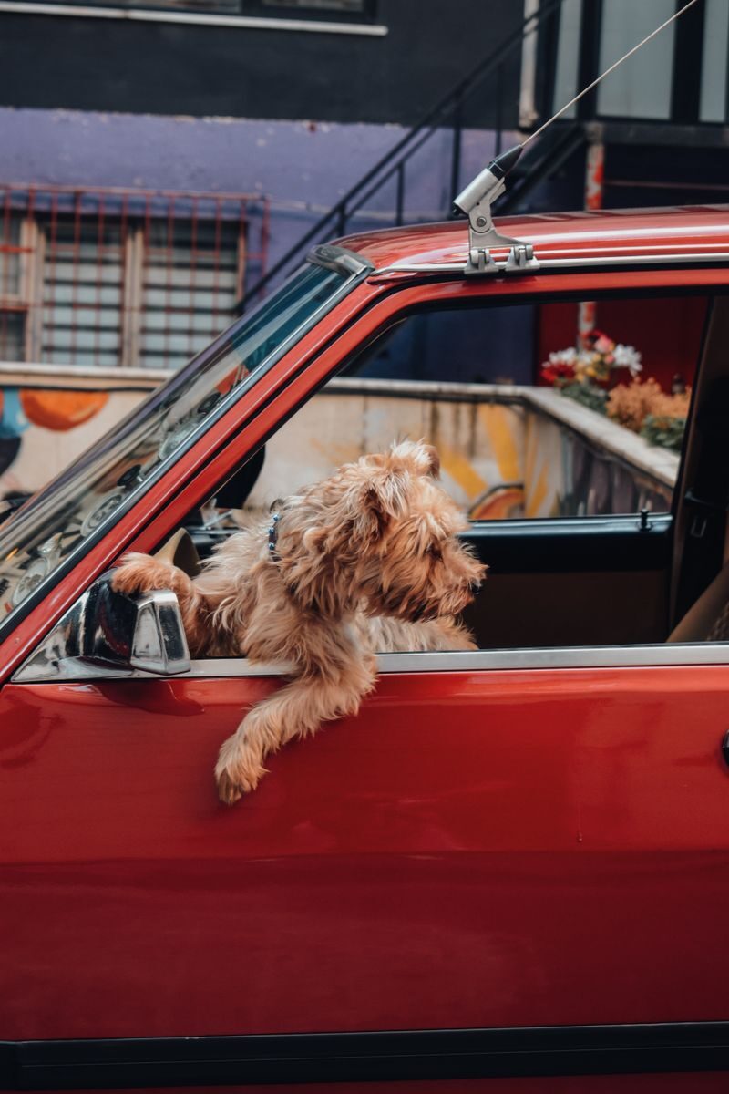 Photo by Ahmed pet taxi