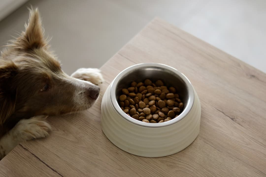 How to Take Care of an Elderly Pet: The Annandale, VA Guide 3 Adjusting Your Senior Dog's Diet for Better Health