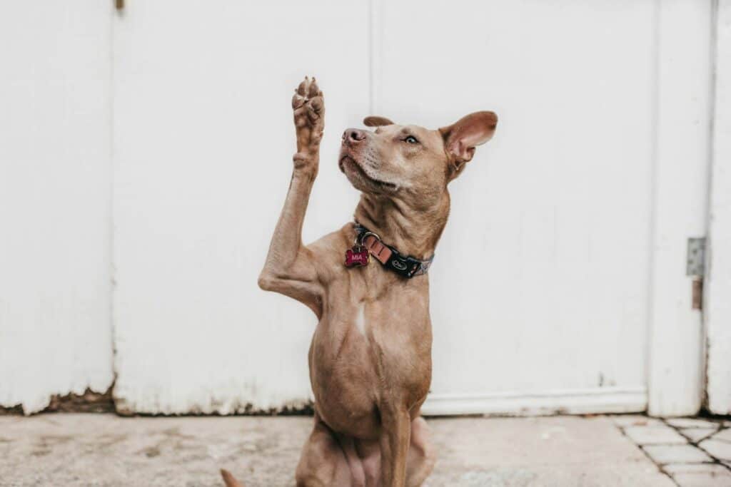 Pet Taxi in Oxon Hill, Maryland: The Complete Guide 5 short-coated brown dog