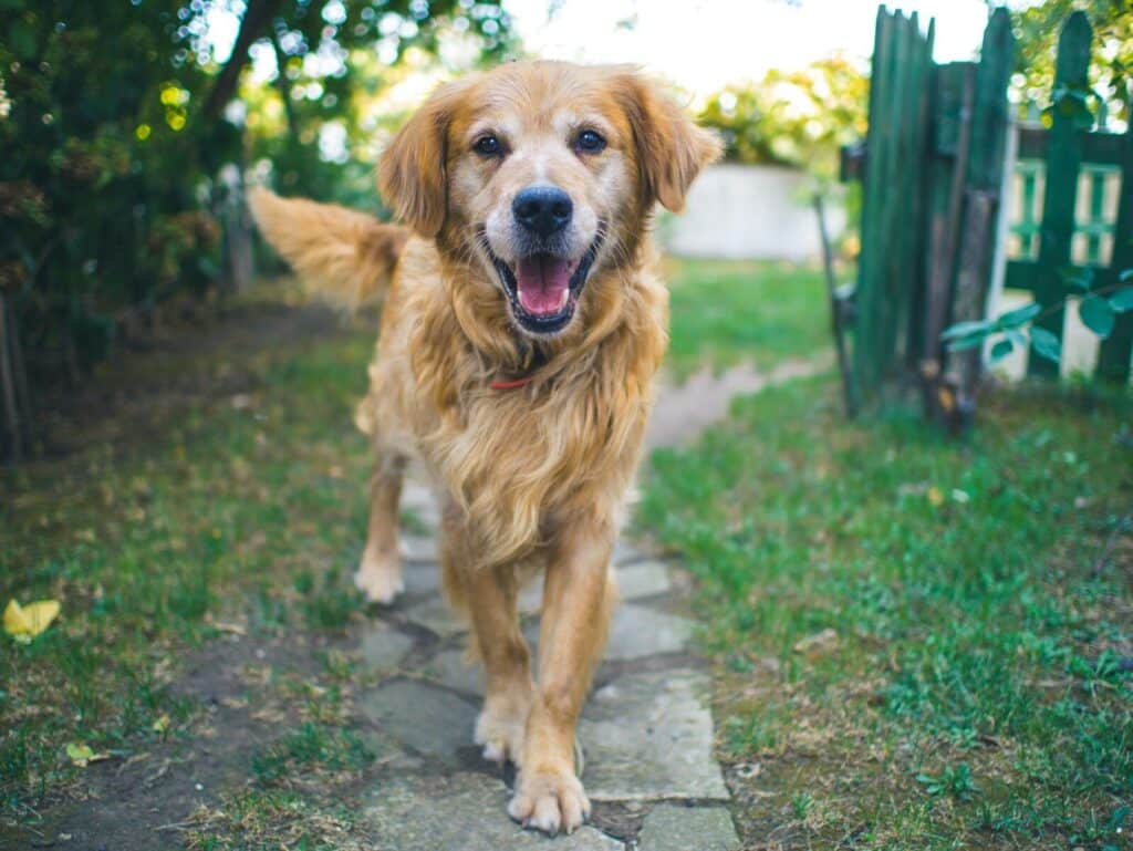 How to Take Care of an Elderly Pet: The Annandale, VA Guide 2 dog standing on pavement