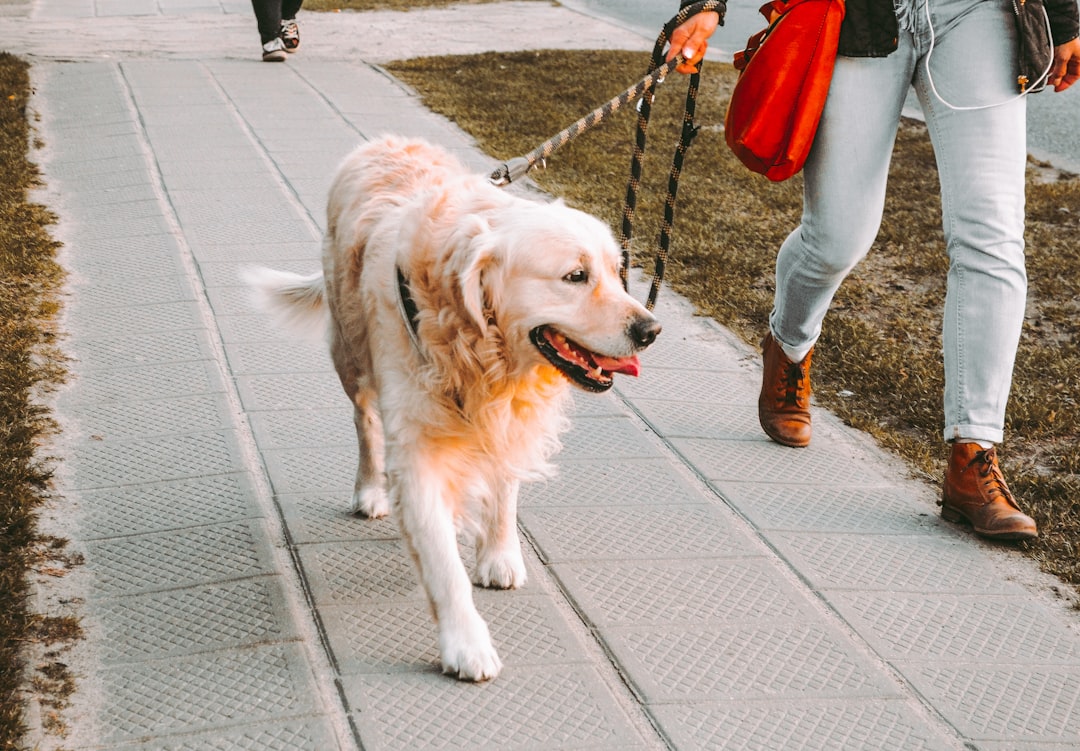 dog-walking-service-in-waldorf-maryland-12-questions-to-ask- Dog Walking Service in Waldorf, Maryland: 12 Questions to Ask Before Hiring a Dog Walker: Why Choosing the Right Dog Wal