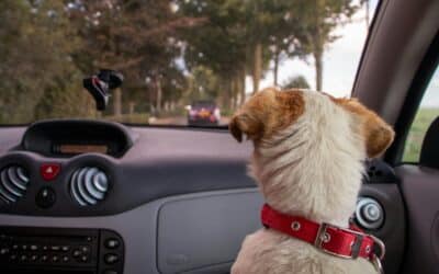 Dog Walker, Pet Sitter, Pet Taxi | Alexandria, Arlington, VA & Surrounding Areas 1 Dog Sitting Services in Springfield, Virginia: The Ultimate Vacation Pet Care Checklist