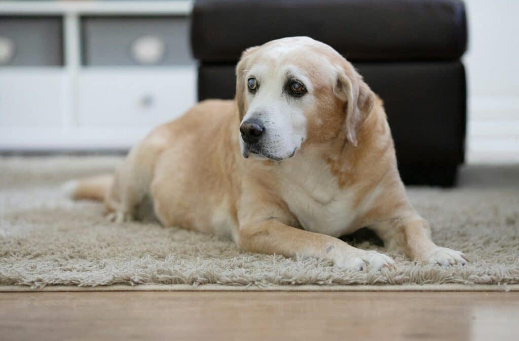 How to Take Care of an Elderly Pet: The Annandale, VA Guide 5 yellow labrador retriever lying on floor