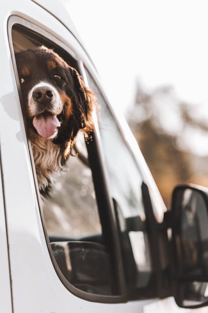 Pet Taxi in Oxon Hill, Maryland: The Complete Guide 3 a dog sticking its head out of a car window