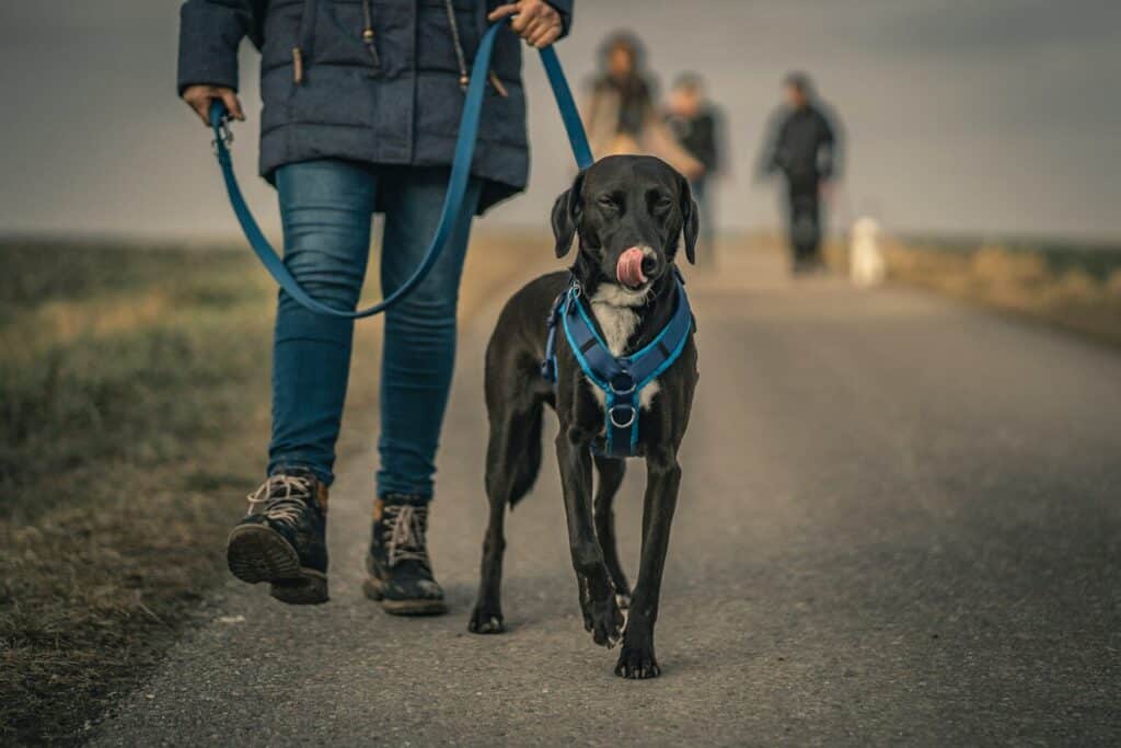 Dog Walking Service in Waldorf, Maryland: 12 Questions to Ask 1 black short coated dog with blue collar
